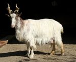 Lamm einer Girgentana-Ziege am 18.4.2010 im Tierpark Berlin 